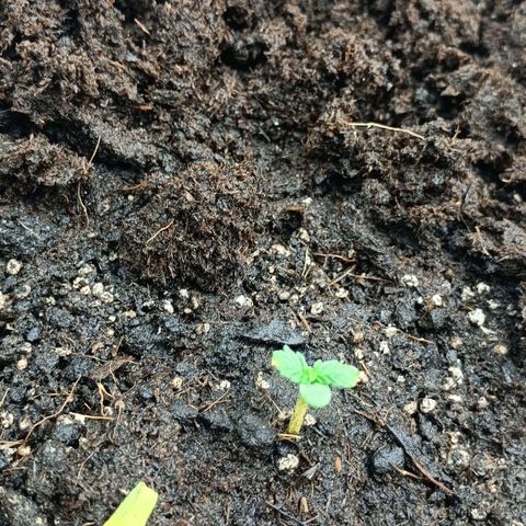 Auto Tutankamon growlog timeline photo