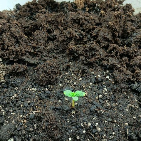 Auto Tutankamon growlog timeline photo