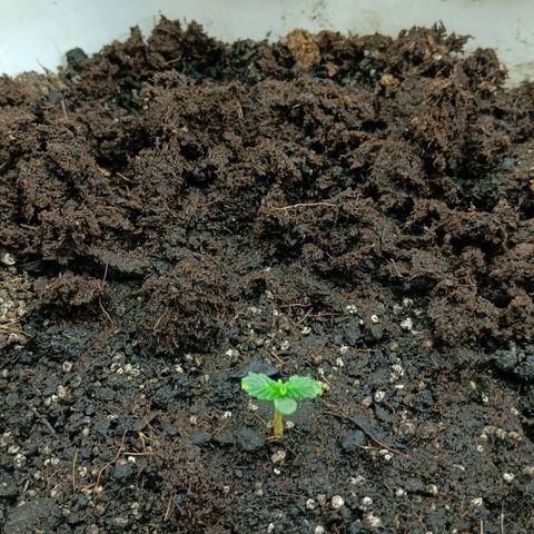 Auto Tutankamon growlog timeline photo