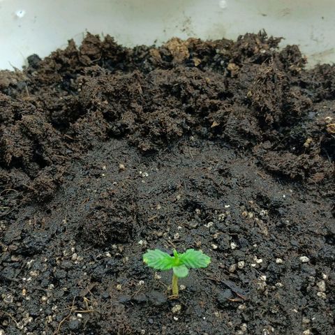 Auto Tutankamon growlog timeline photo