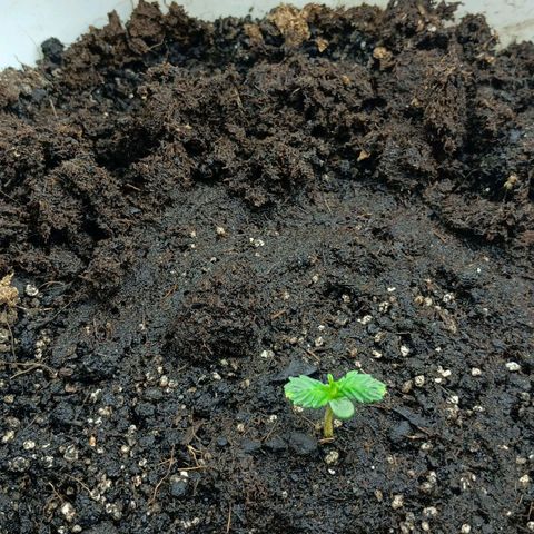 Auto Tutankamon growlog timeline photo