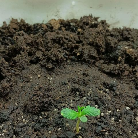 Auto Tutankamon growlog timeline photo