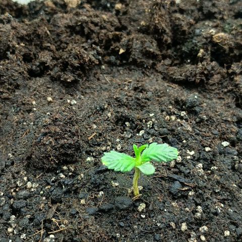 Auto Tutankamon growlog timeline photo