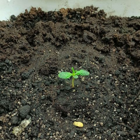 Auto Tutankamon growlog timeline photo