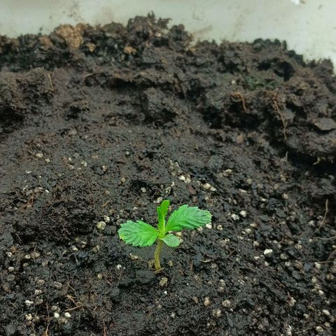 Auto Tutankamon growlog timeline photo