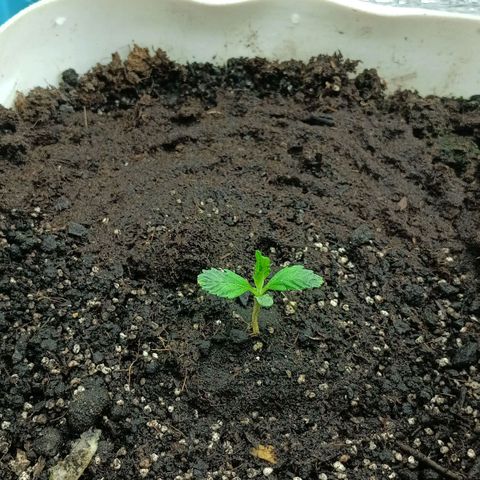 Auto Tutankamon growlog timeline photo