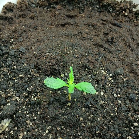 Auto Tutankamon growlog timeline photo