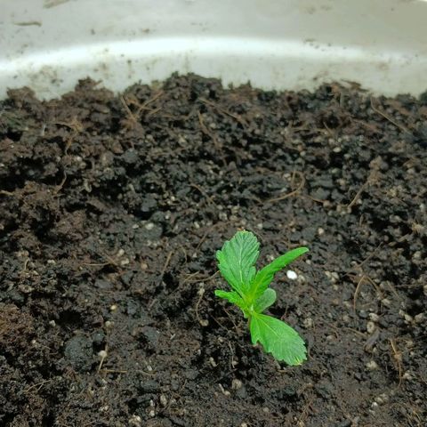 Auto Tutankamon growlog timeline photo