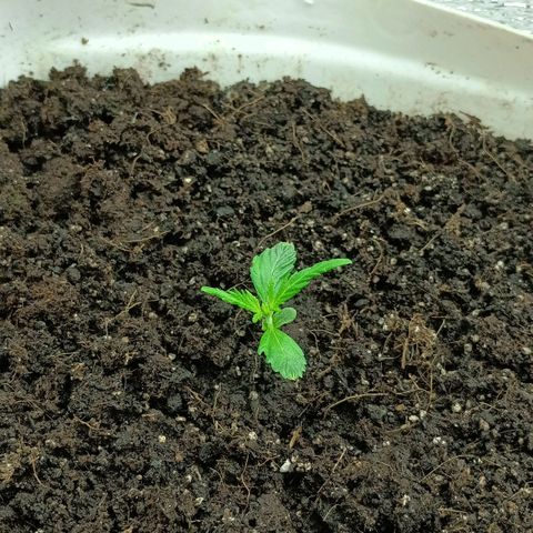 Auto Tutankamon growlog timeline photo
