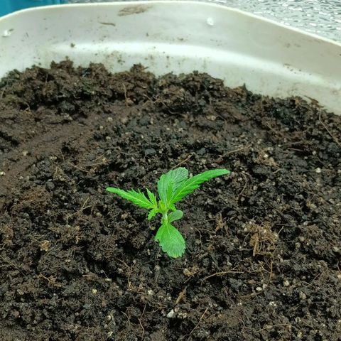 Auto Tutankamon growlog timeline photo