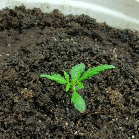 Auto Tutankamon growlog timeline photo