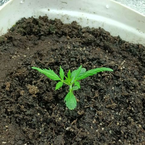 Auto Tutankamon growlog timeline photo