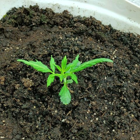 Auto Tutankamon growlog timeline photo
