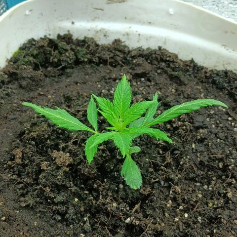 Auto Tutankamon growlog timeline photo