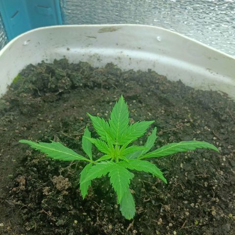 Auto Tutankamon growlog timeline photo