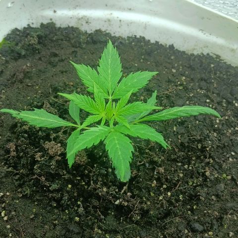 Auto Tutankamon growlog timeline photo