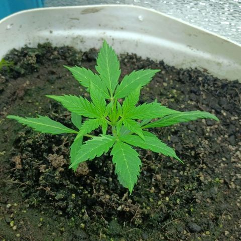 Auto Tutankamon growlog timeline photo