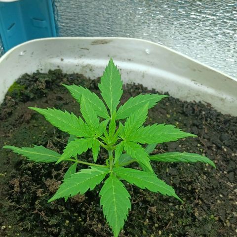 Auto Tutankamon growlog timeline photo