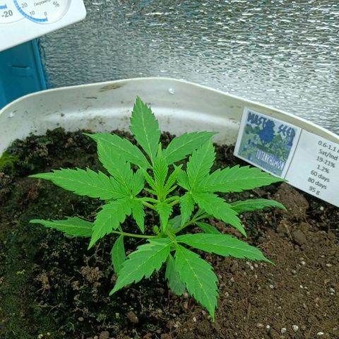 Auto Tutankamon growlog timeline photo