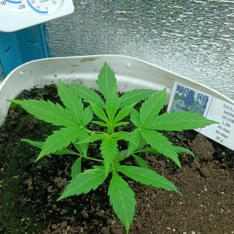 Auto Tutankamon growlog timeline photo