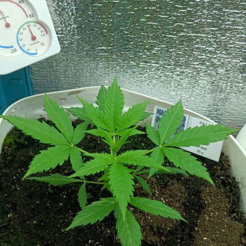Auto Tutankamon growlog timeline photo
