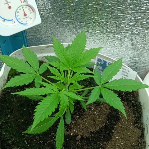 Auto Tutankamon growlog timeline photo