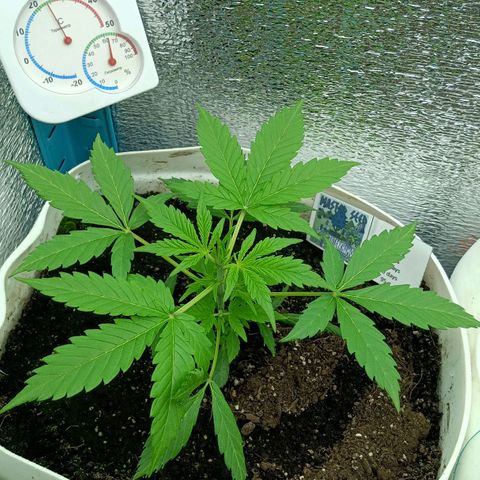 Auto Tutankamon growlog timeline photo