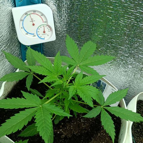 Auto Tutankamon growlog timeline photo