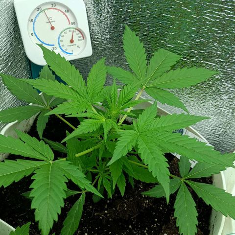 Auto Tutankamon growlog timeline photo