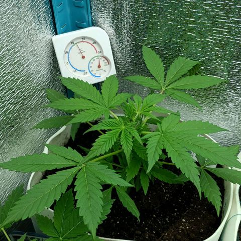 Auto Tutankamon growlog timeline photo