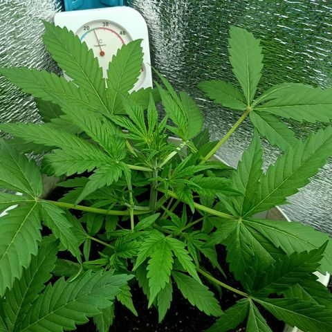 Auto Tutankamon growlog timeline photo