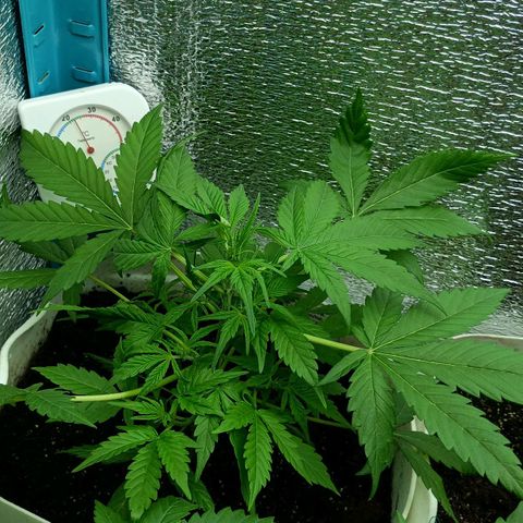 Auto Tutankamon growlog timeline photo