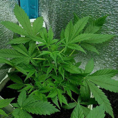 Auto Tutankamon growlog timeline photo