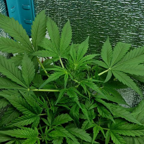 Auto Tutankamon growlog timeline photo