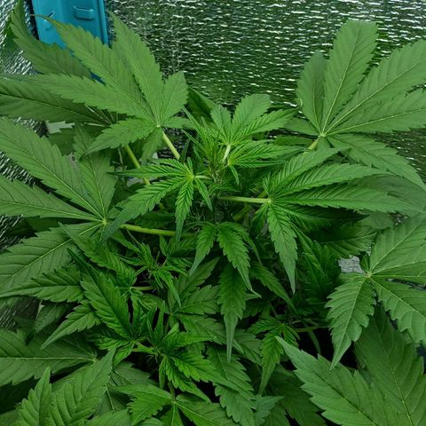 Auto Tutankamon growlog timeline photo