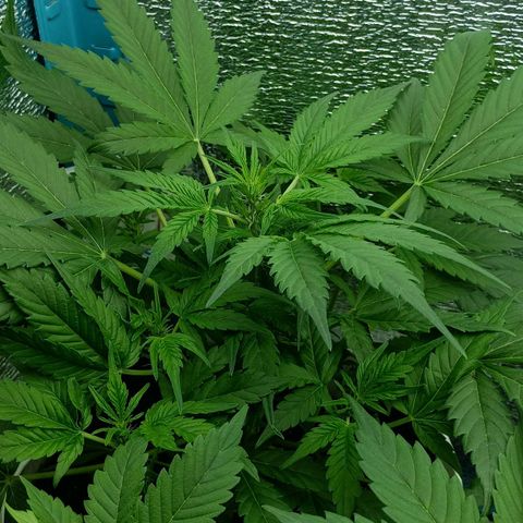 Auto Tutankamon growlog timeline photo