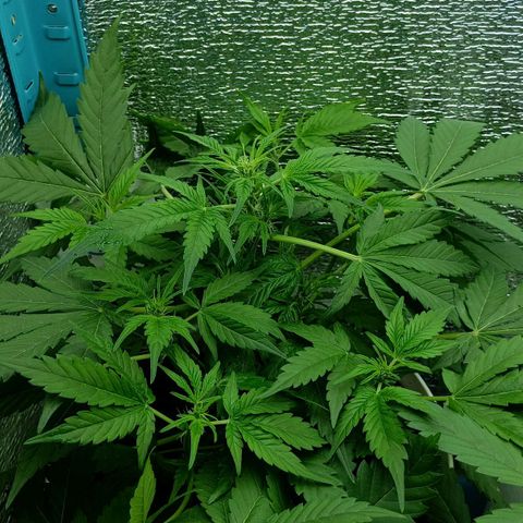 Auto Tutankamon growlog timeline photo