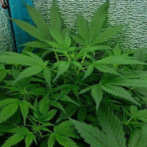 Auto Tutankamon growlog timeline photo