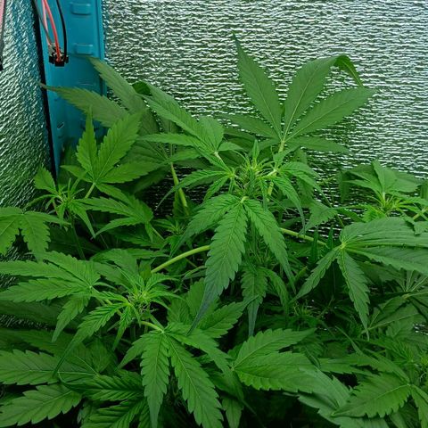 Auto Tutankamon growlog timeline photo