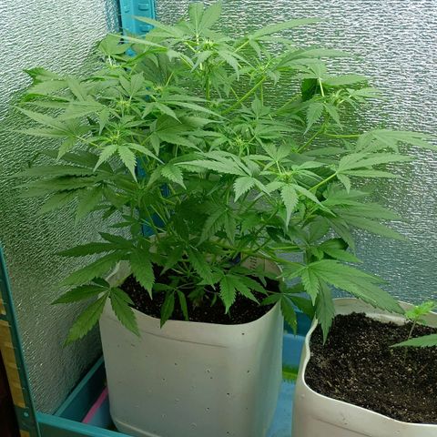 Auto Tutankamon growlog timeline photo