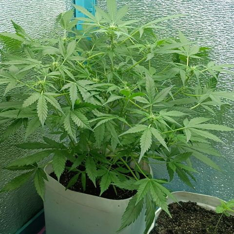 Auto Tutankamon growlog timeline photo