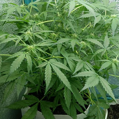 Auto Tutankamon growlog timeline photo