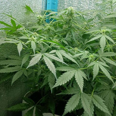 Auto Tutankamon growlog timeline photo