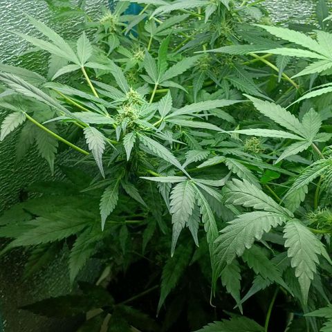 Auto Tutankamon growlog timeline photo