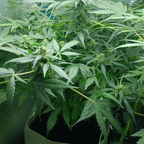 Auto Tutankamon growlog timeline photo