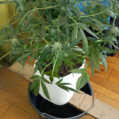 Auto Tutankamon growlog timeline photo