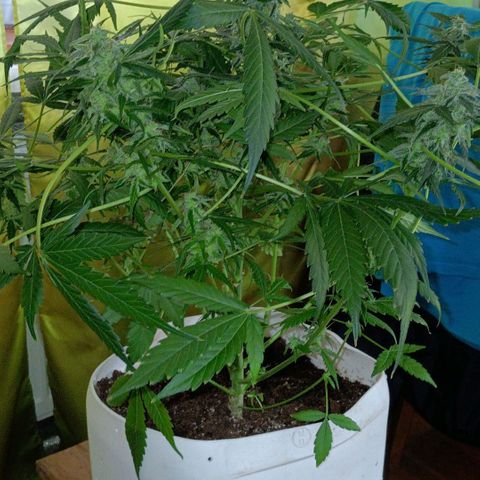 Auto Tutankamon growlog timeline photo