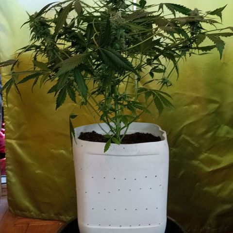 Auto Tutankamon growlog timeline photo