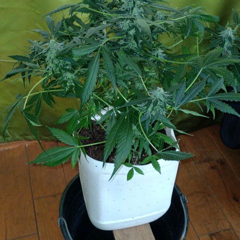 Auto Tutankamon growlog timeline photo