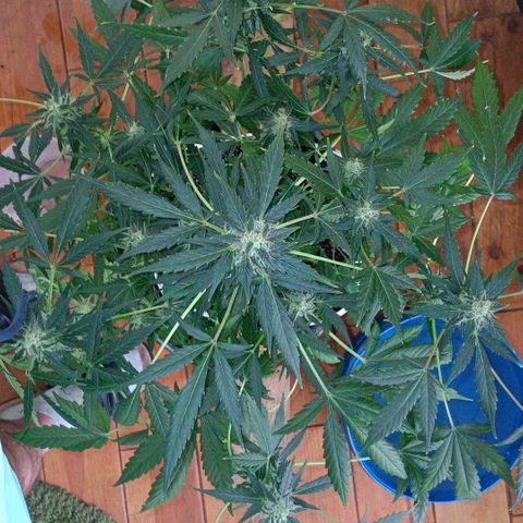 Auto Tutankamon growlog timeline photo
